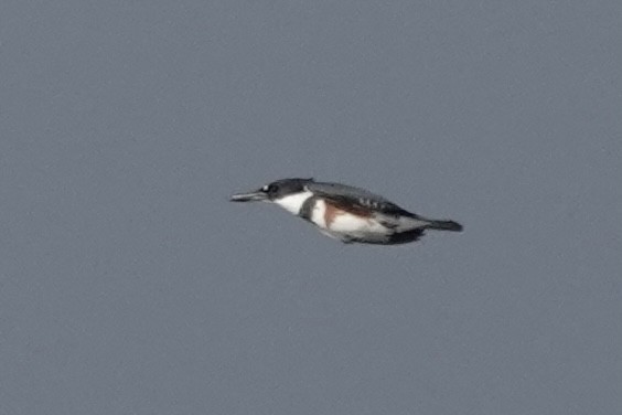 Belted Kingfisher - ML380350181