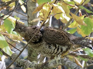 Ruffed Grouse, ML380351531