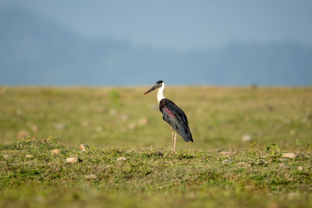 Asian Woolly-necked Stork - Parmil Kumar