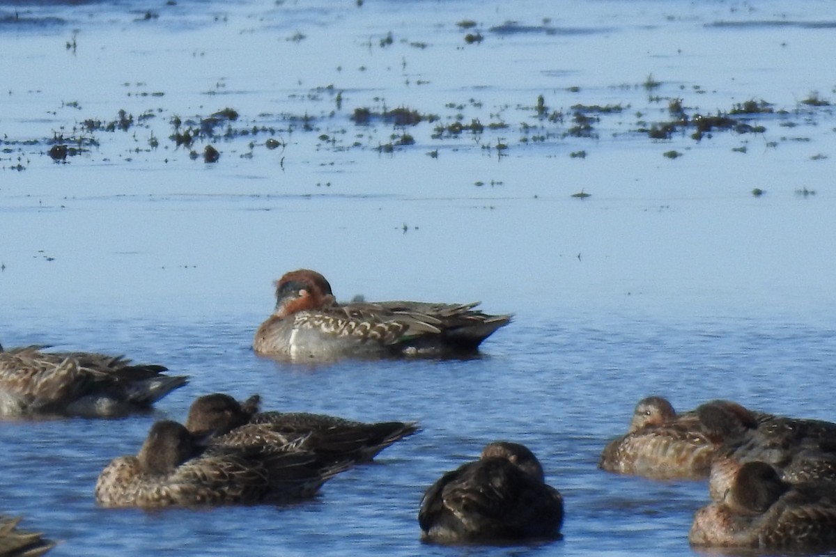 Green-winged Teal - ML380361181