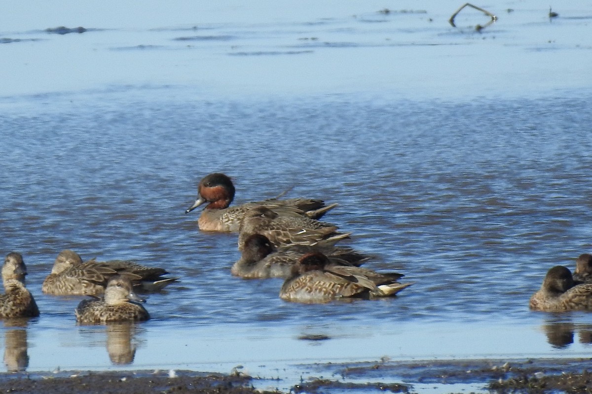 Green-winged Teal - ML380361201