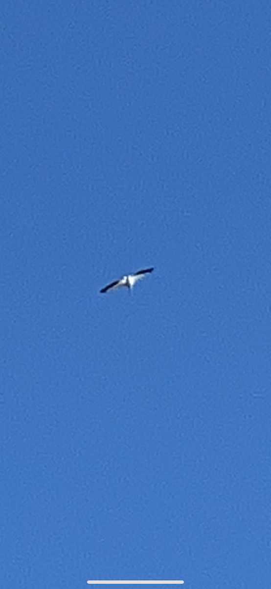 American White Pelican - ML380365841