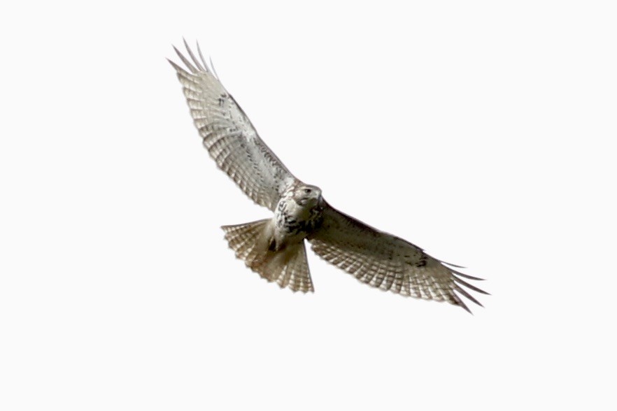Red-tailed Hawk - Glen Chapman