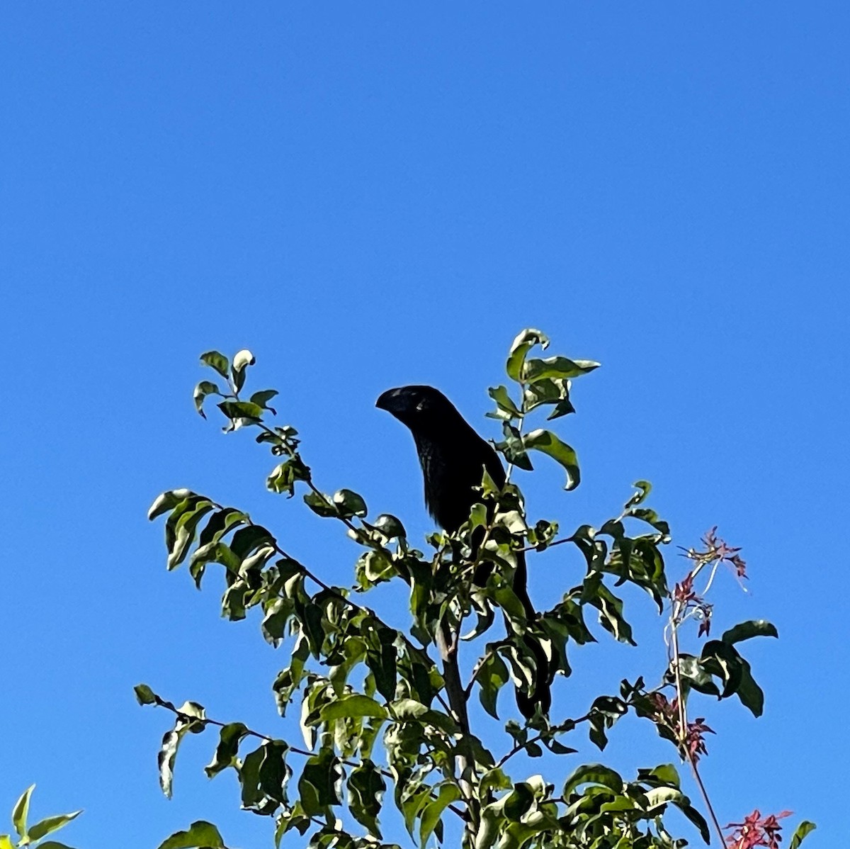 ebird-checklist-17-oct-2021-acbs-surveys-only-singing-river