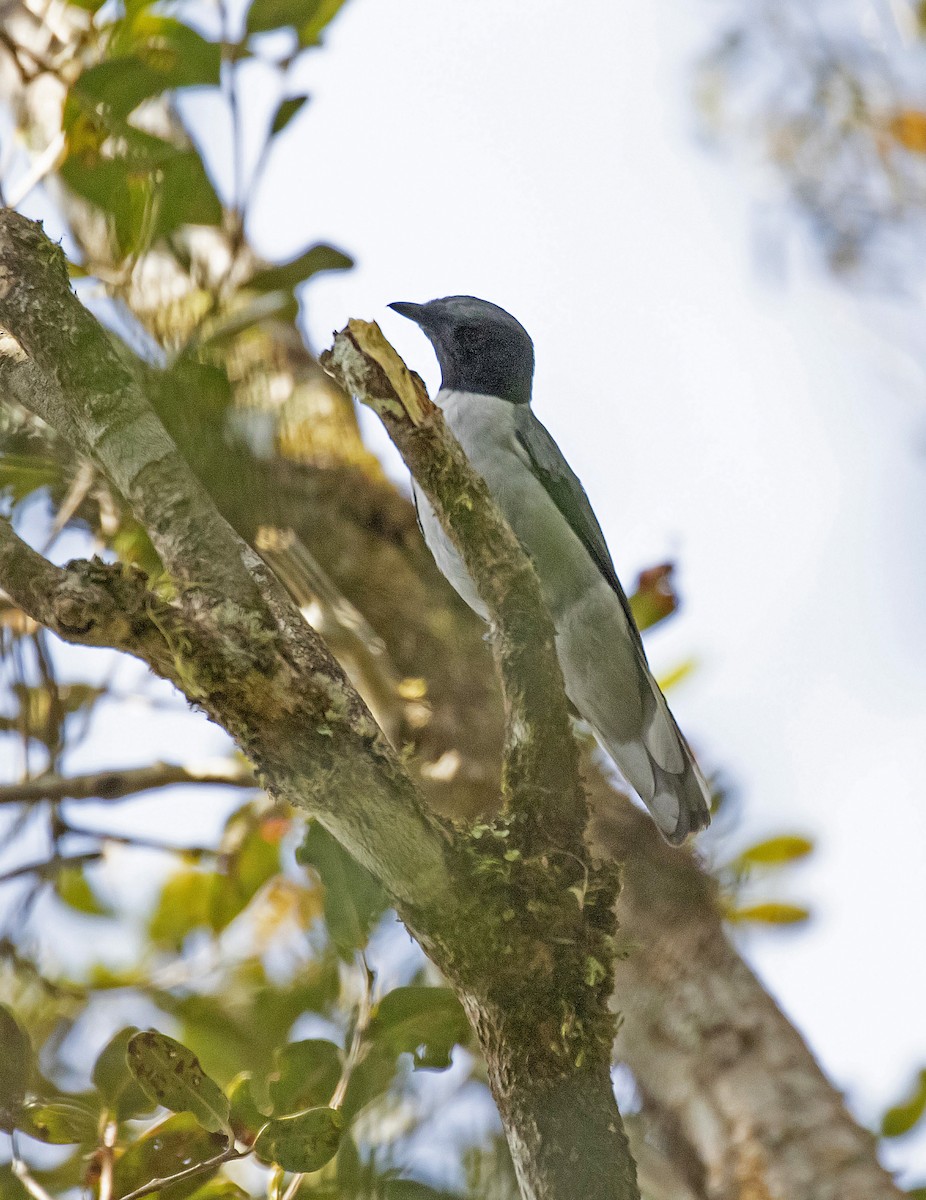 Madagascar Cuckooshrike - Peter Candido