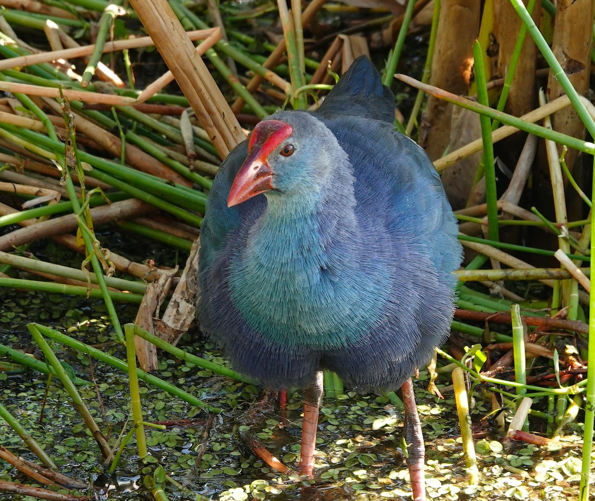 Gray-headed Swamphen - Kathryn Young