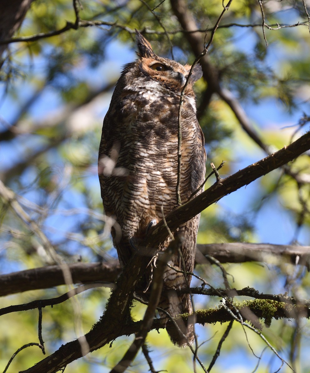 Great Horned Owl - Steve Goodbred