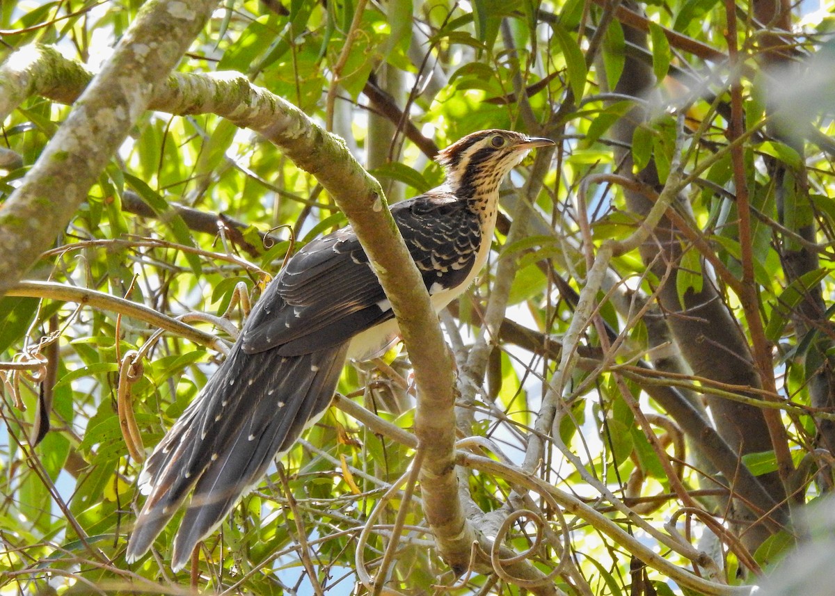 Pheasant Cuckoo - ML380386631