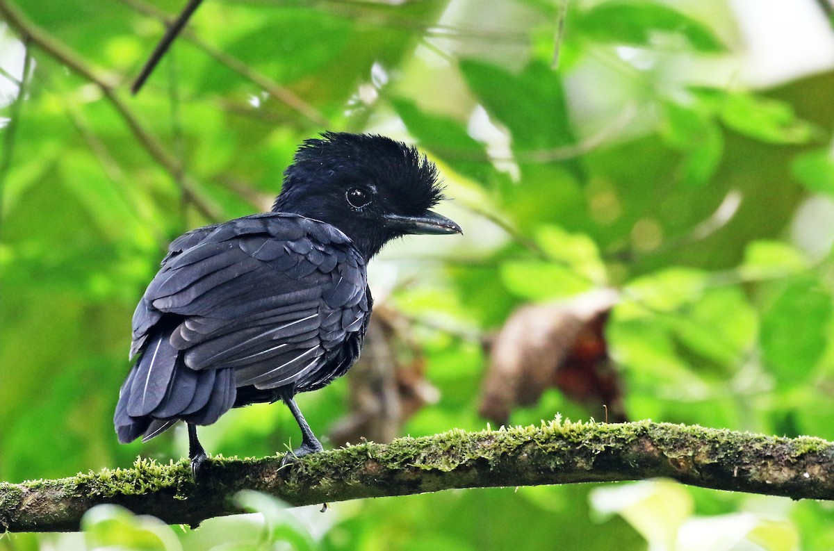 Эквадорская зонтичная птица - ML38038691