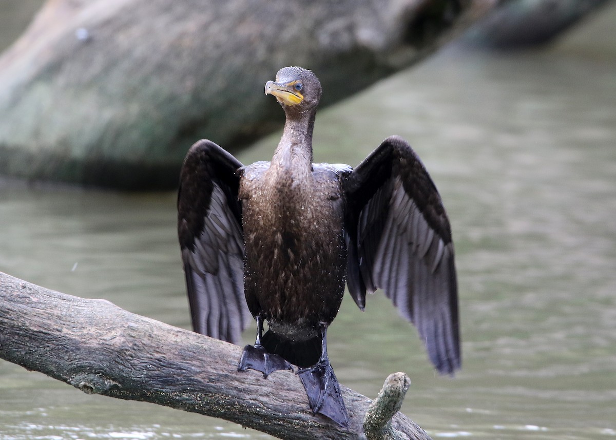 Double-crested Cormorant - Bruce Arnold