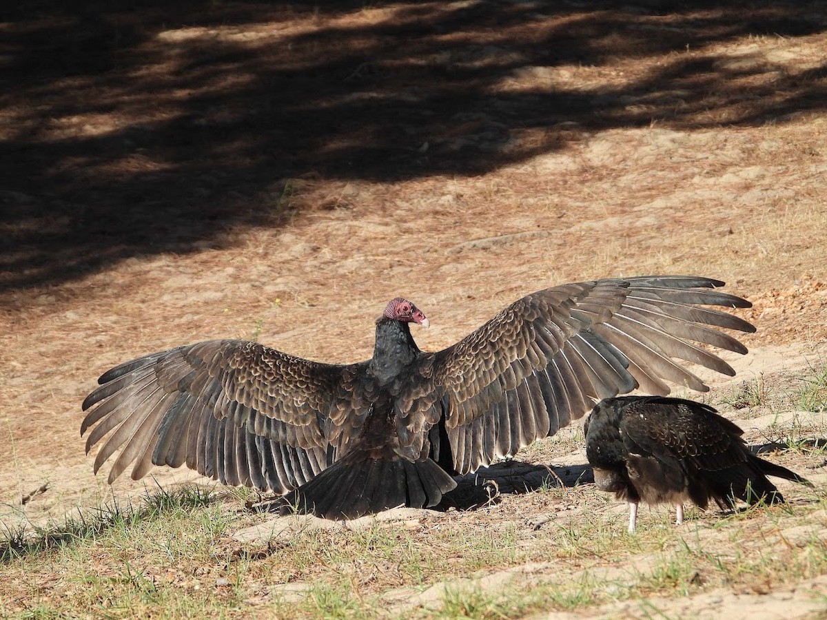 Turkey Vulture - ML380400911