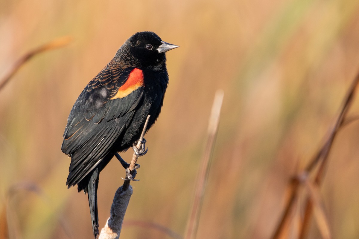 november-ebirder-of-the-month-challenge-minnesota-ebird