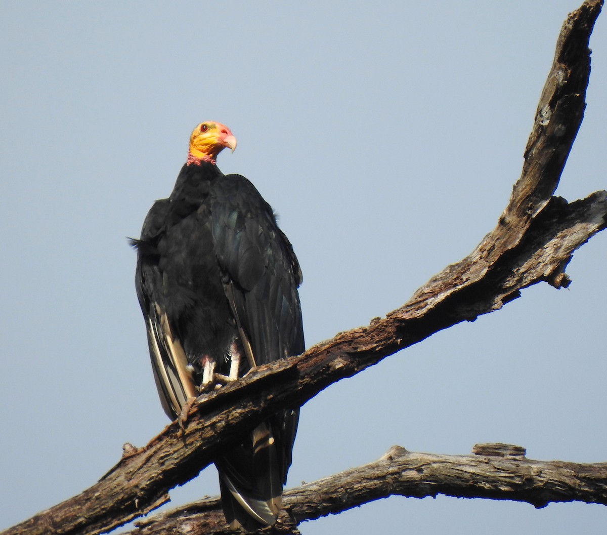 Lesser Yellow-headed Vulture - Timothy White