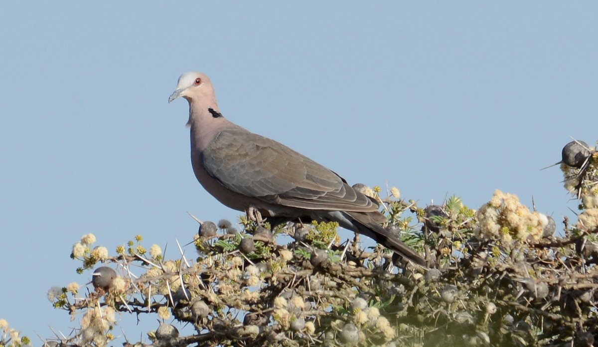 Red-eyed Dove - ML380407561