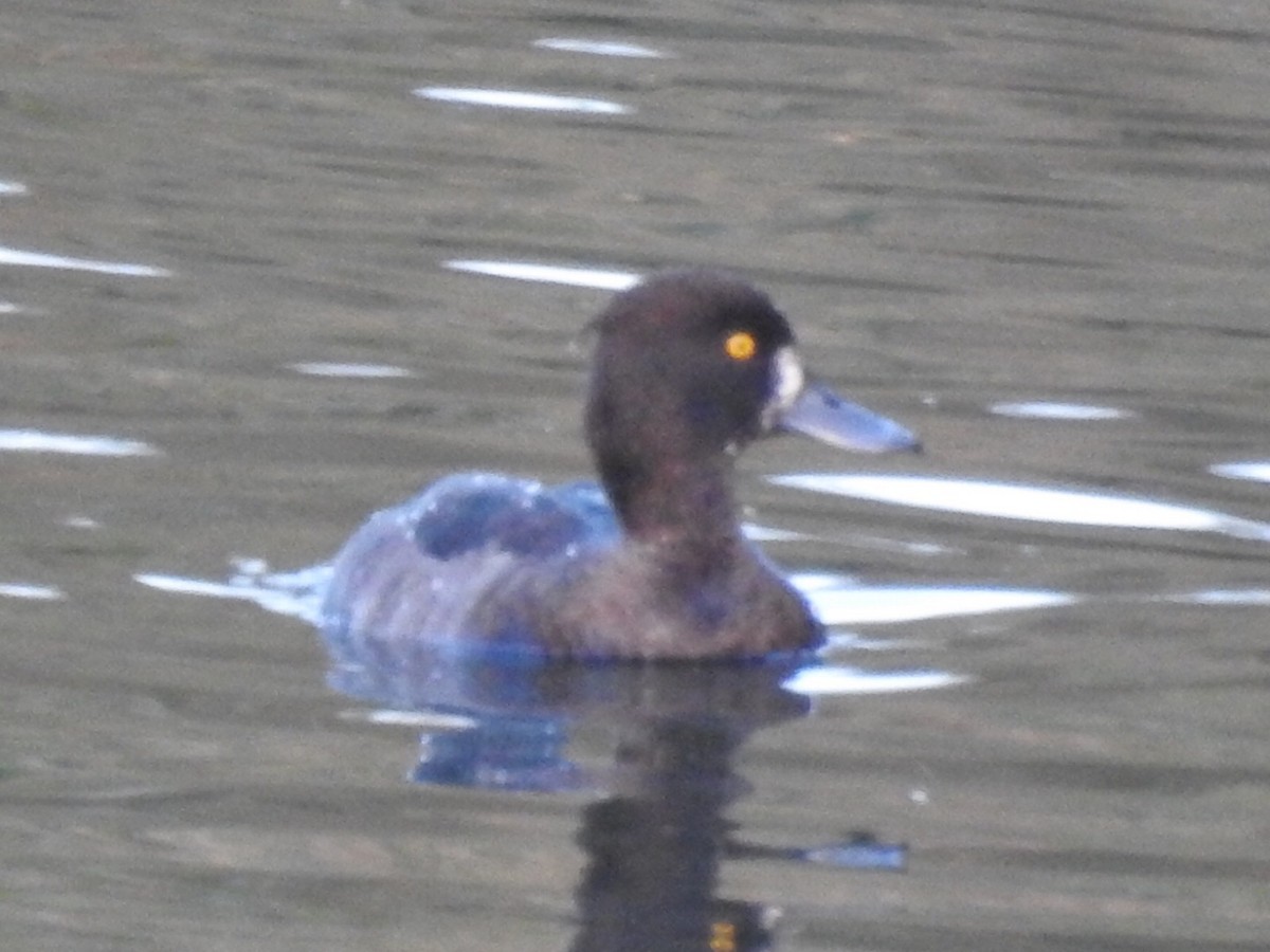 Tufted Duck - ML380408811