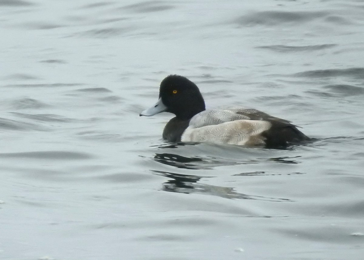 Greater Scaup - ML380414681