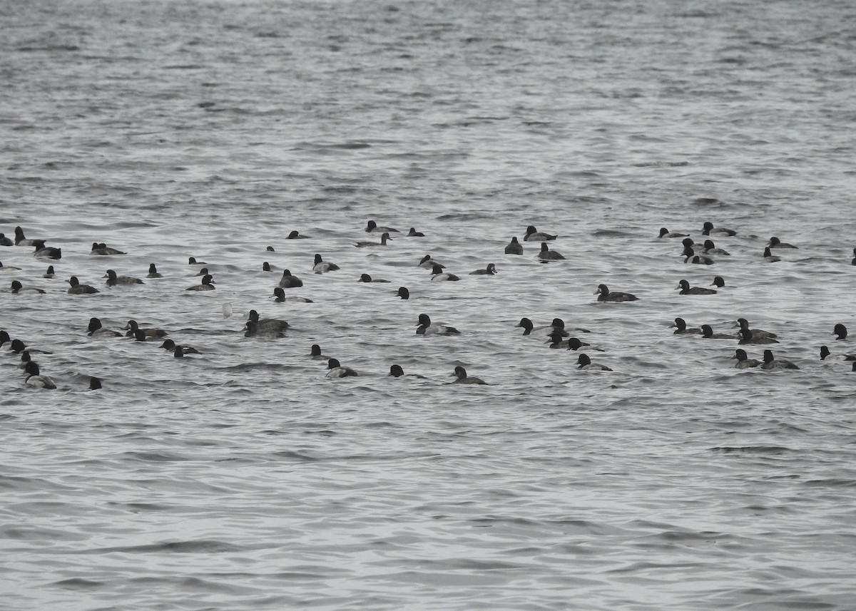Greater Scaup - ML380414871