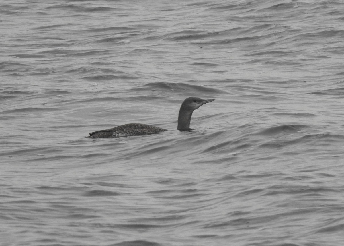 Red-throated Loon - ML380415401