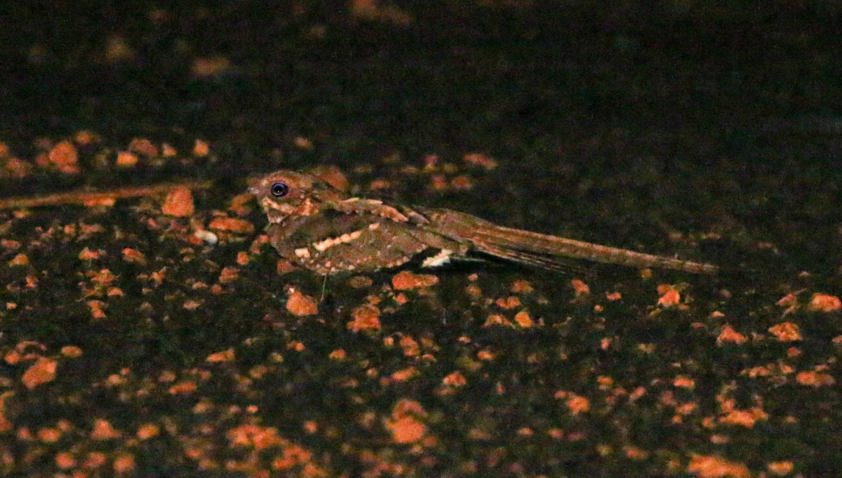 Long-tailed Nightjar - ML380415841