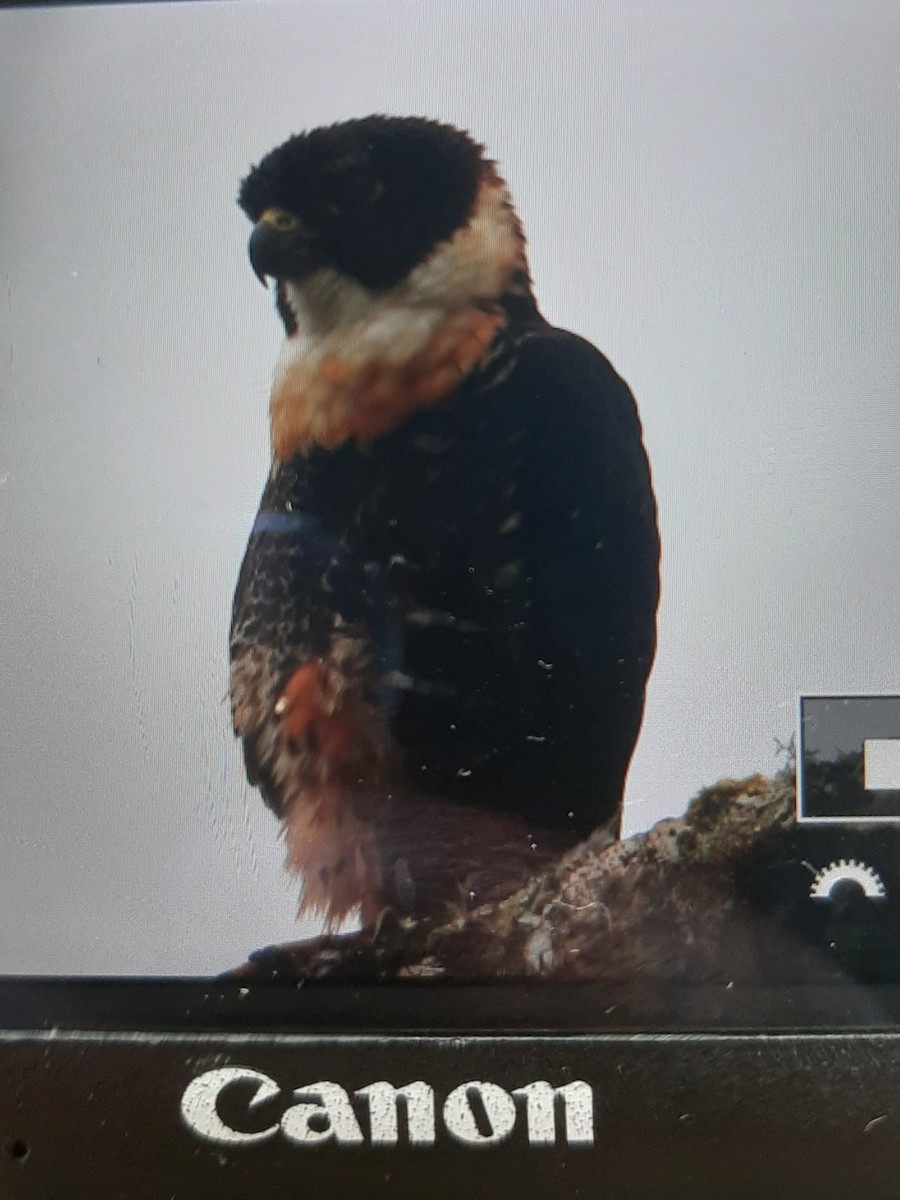 Orange-breasted Falcon - ML380420001