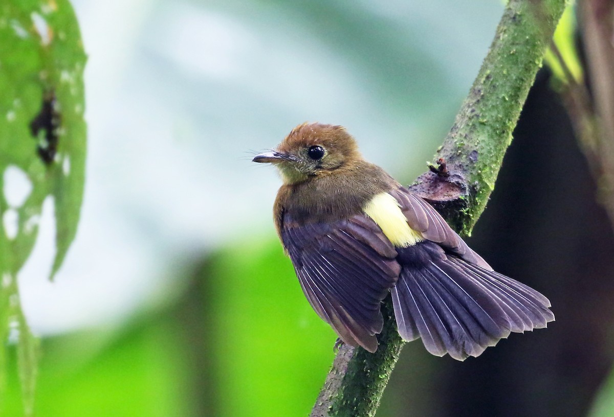 Tawny-breasted Flycatcher - Andrew Spencer