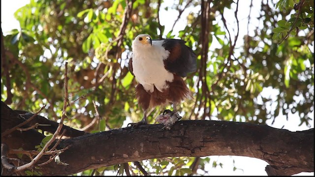 African Fish-Eagle - ML380424421