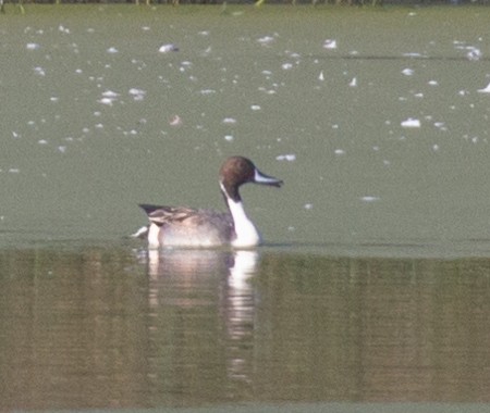 Northern Pintail - Kenny Younger