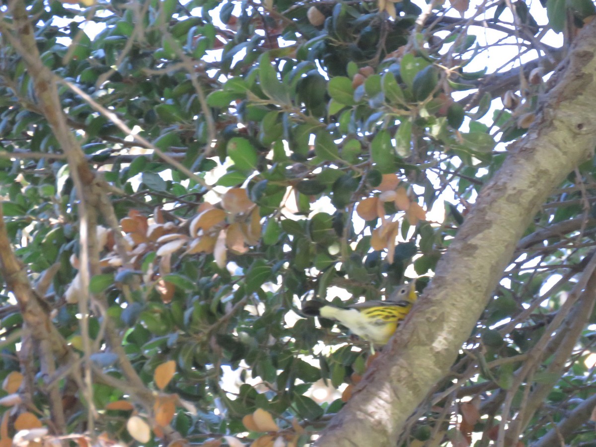 Magnolia Warbler - ML380446451