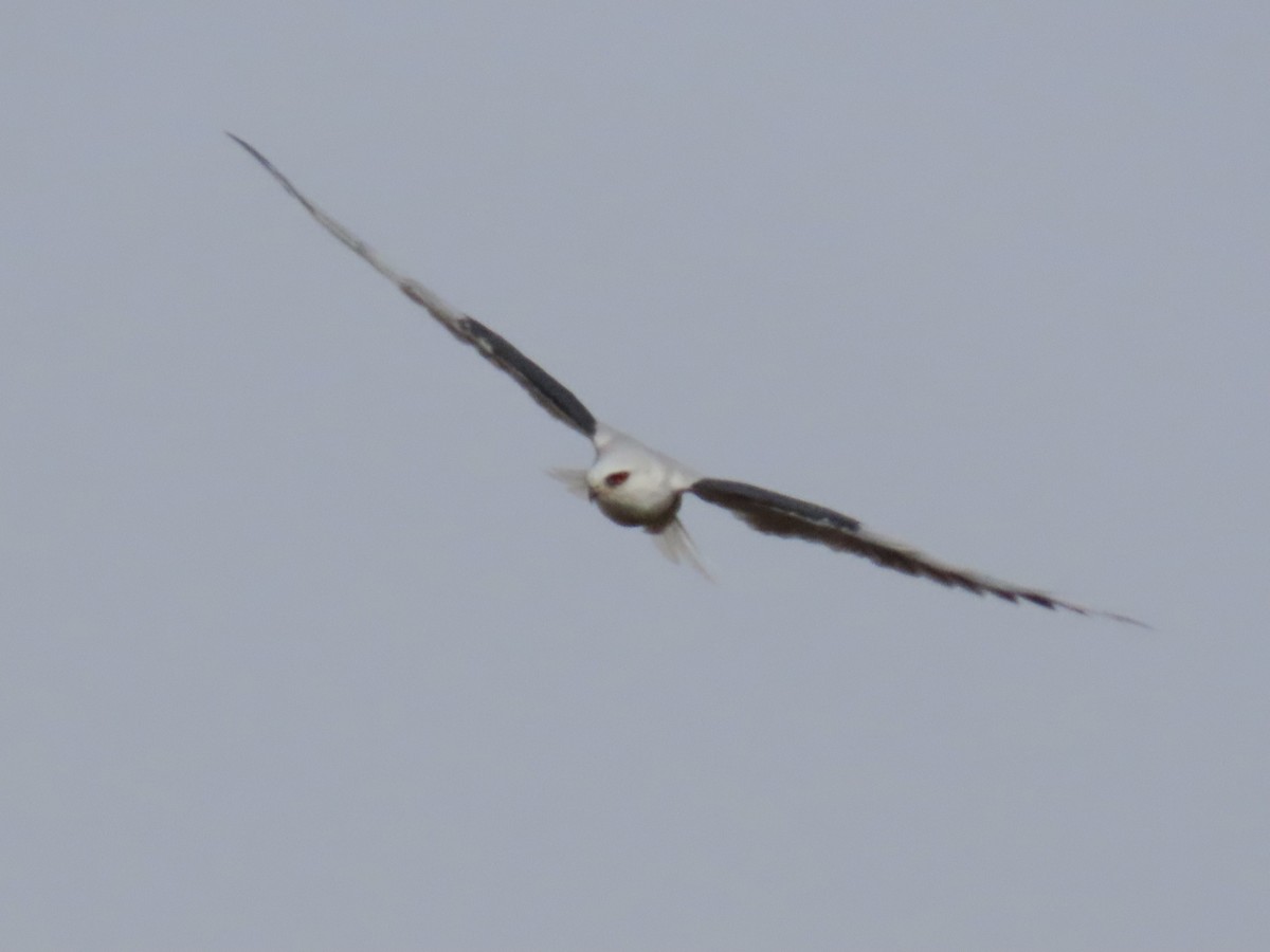White-tailed Kite - ML380448871
