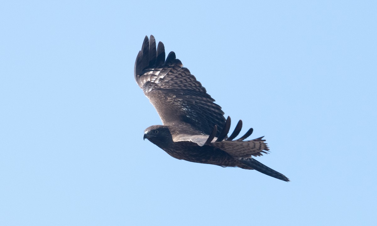 Red-tailed Hawk (calurus/alascensis) - ML380454681