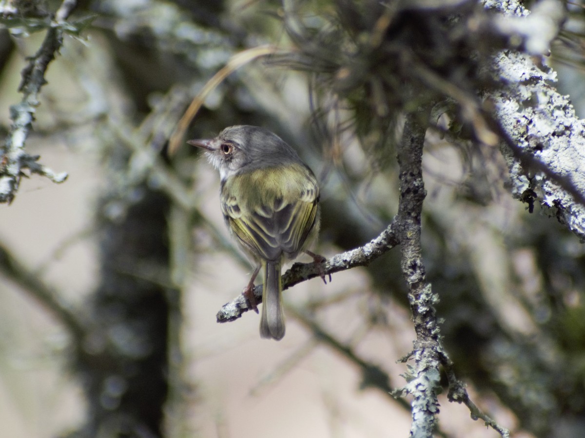 Pearly-vented Tody-Tyrant - ML380478361
