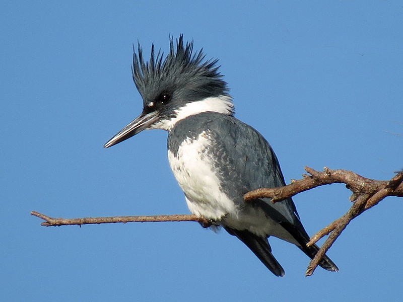 Belted Kingfisher - ML38048111