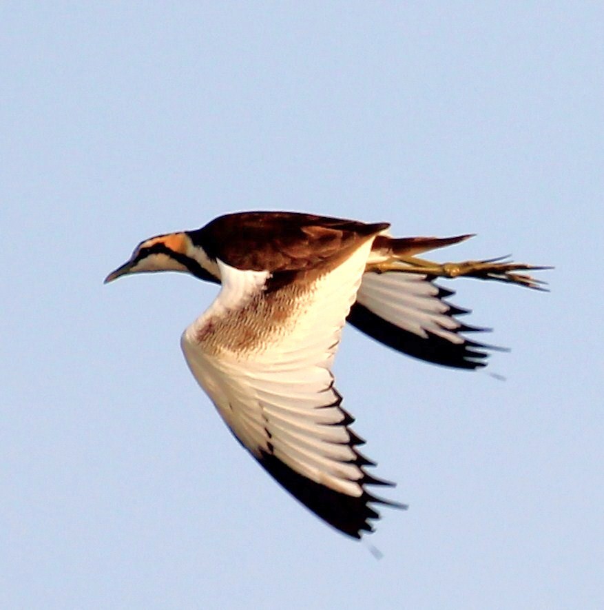 Pheasant-tailed Jacana - Imogen Warren