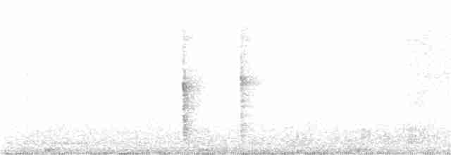 ringtrost (torquatus) - ML380489811