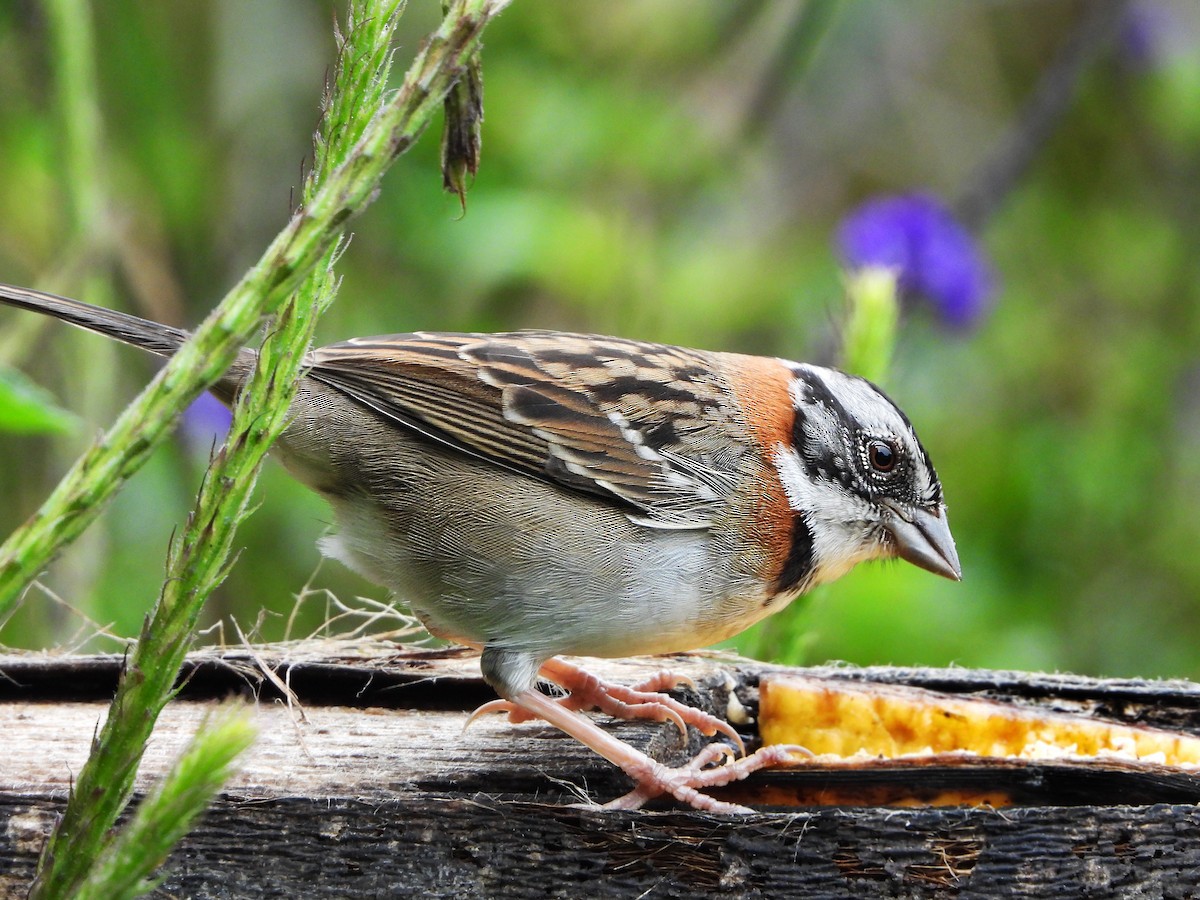Rufous-collared Sparrow - ML380493931