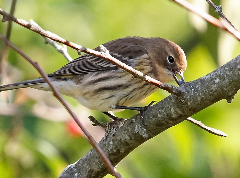 Yellow-rumped Warbler (Myrtle) - Anonymous