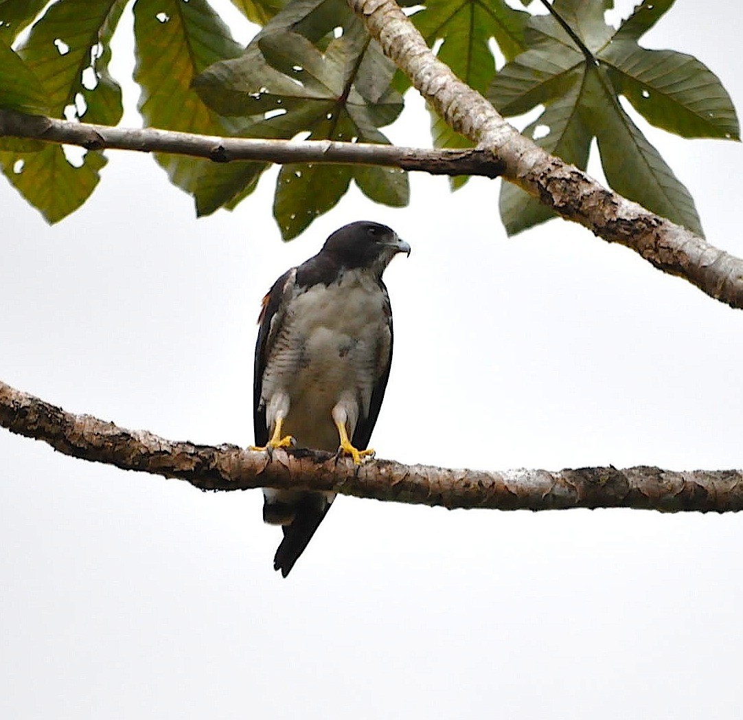 White-tailed Hawk - Armida Madngisa