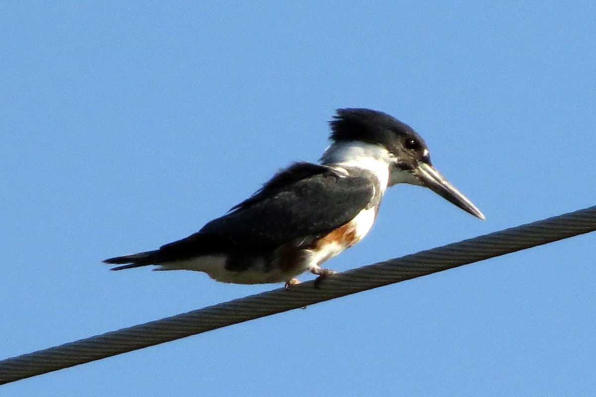 Belted Kingfisher - ML380497411