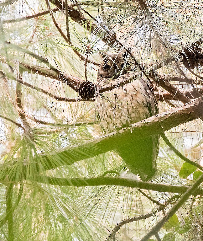 Madagaskar Kulaklı Baykuşu - ML380501341