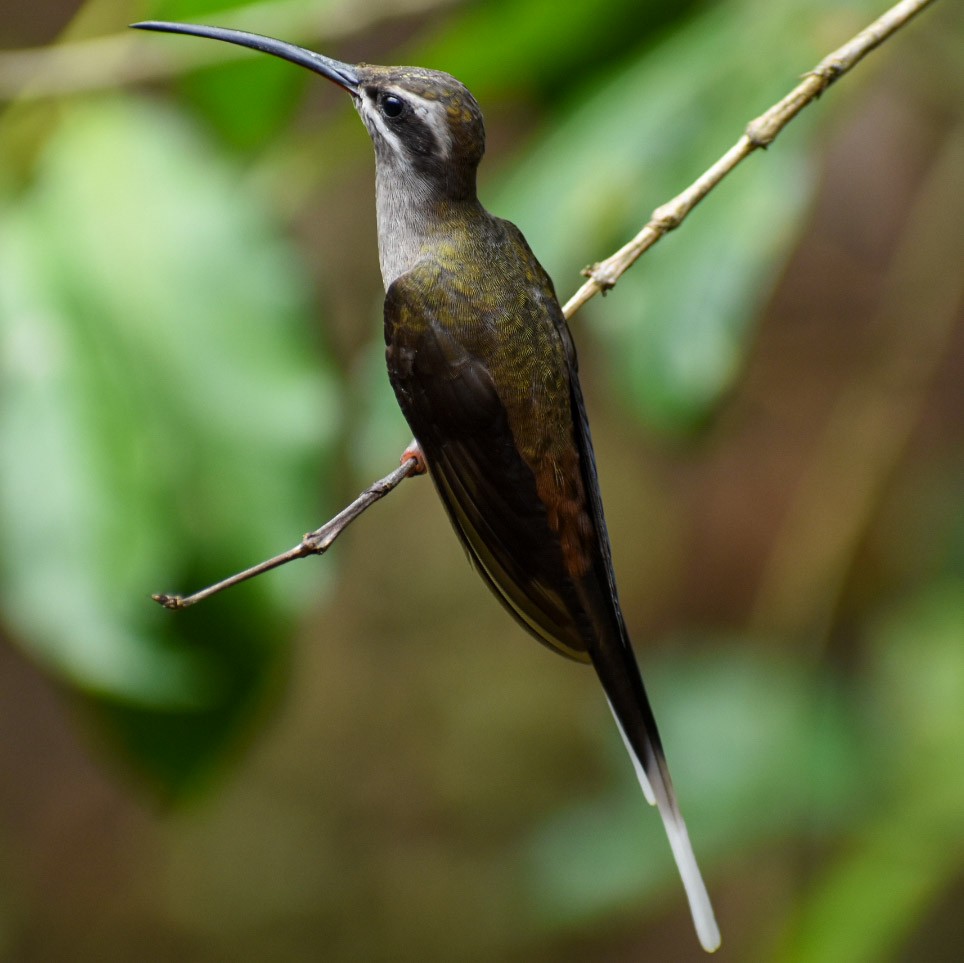 Sooty-capped Hermit - ML380502641