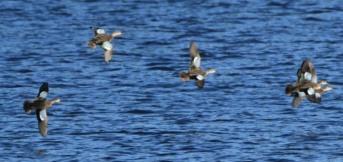 Blue-winged Teal - ML380503801