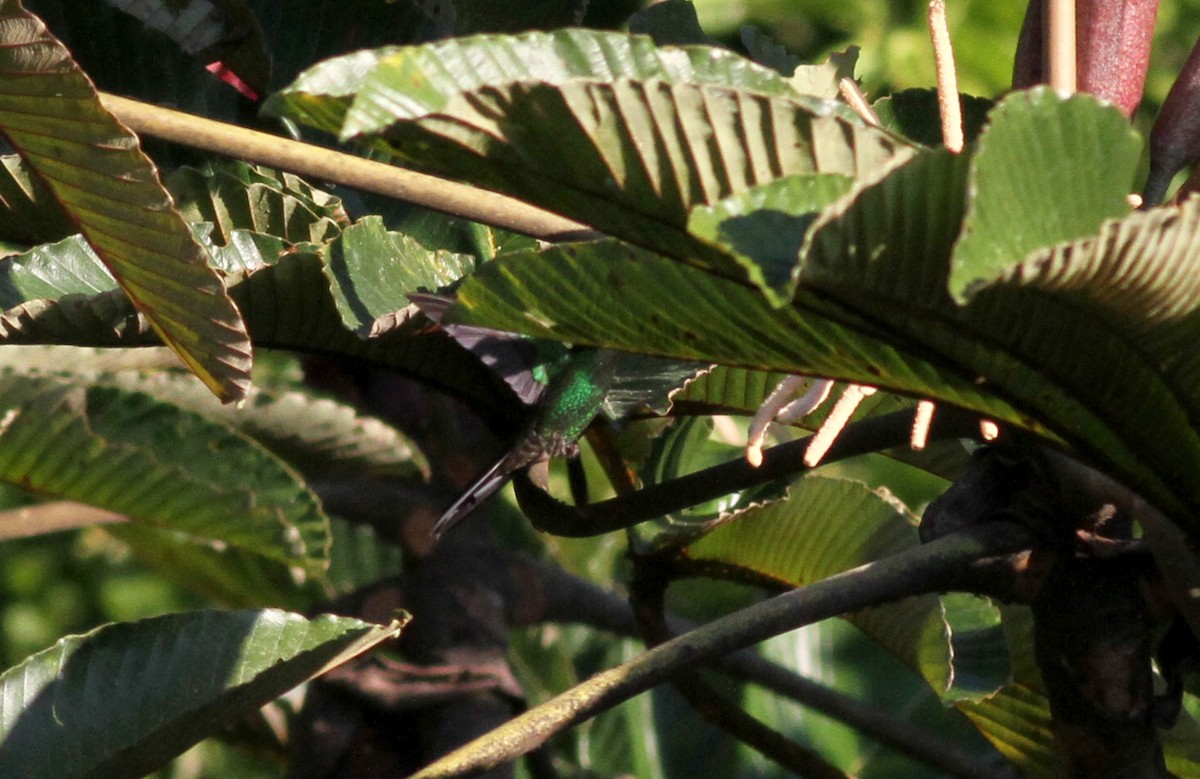 ub. kolibri (Trochilidae sp.) - ML38050611