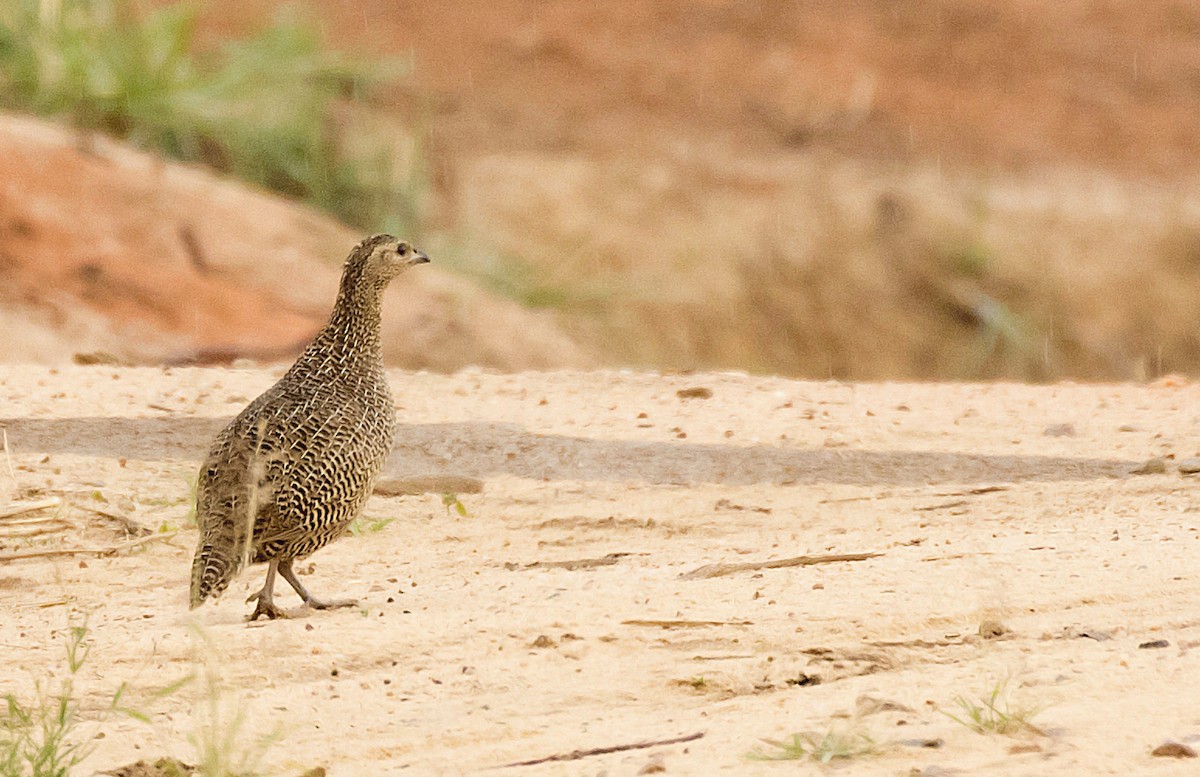 Madagascar Partridge - ML380507881