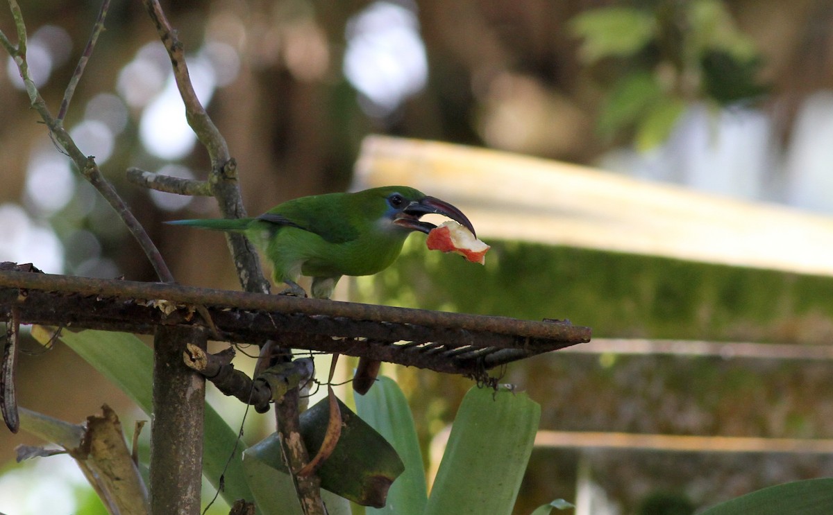 Groove-billed Toucanet (Groove-billed) - ML38050991