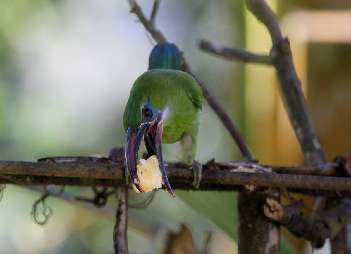 Groove-billed Toucanet (Groove-billed) - ML38051161