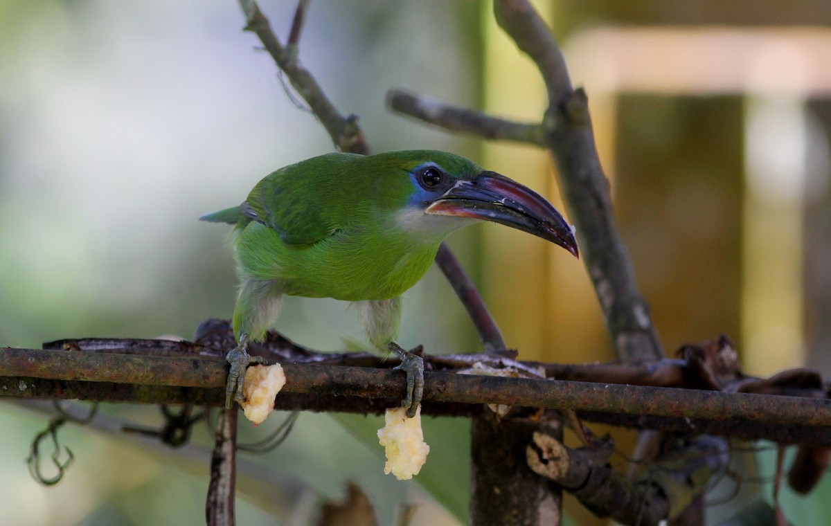 Groove-billed Toucanet (Groove-billed) - ML38051171