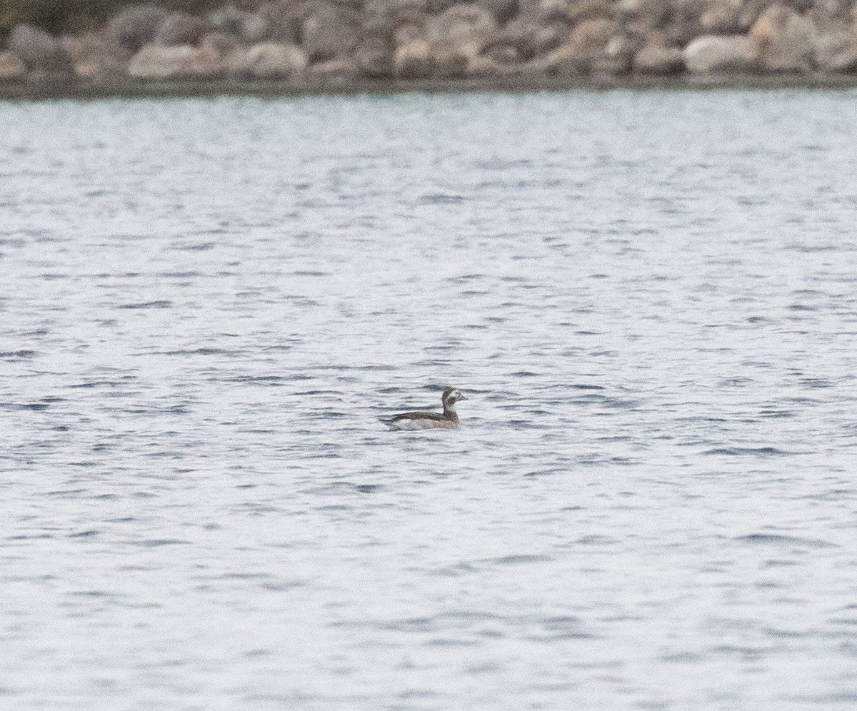 Long-tailed Duck - ML380512121
