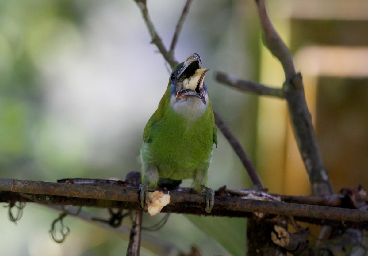 Groove-billed Toucanet (Groove-billed) - Jay McGowan