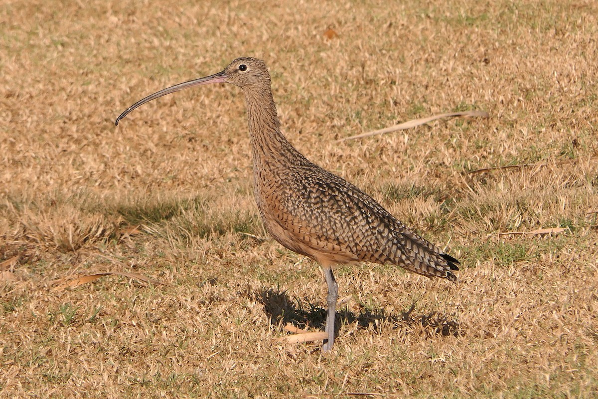Long-billed Curlew - ML380513011
