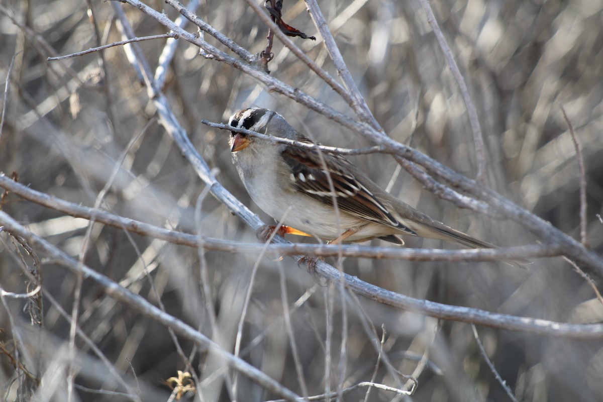 White-crowned Sparrow - Michael Hedstrom